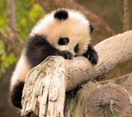 Los animales más kawaii del mundo