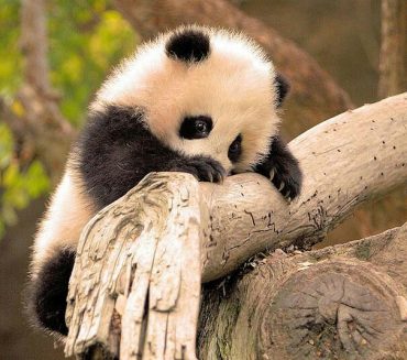 Los animales más kawaii del mundo