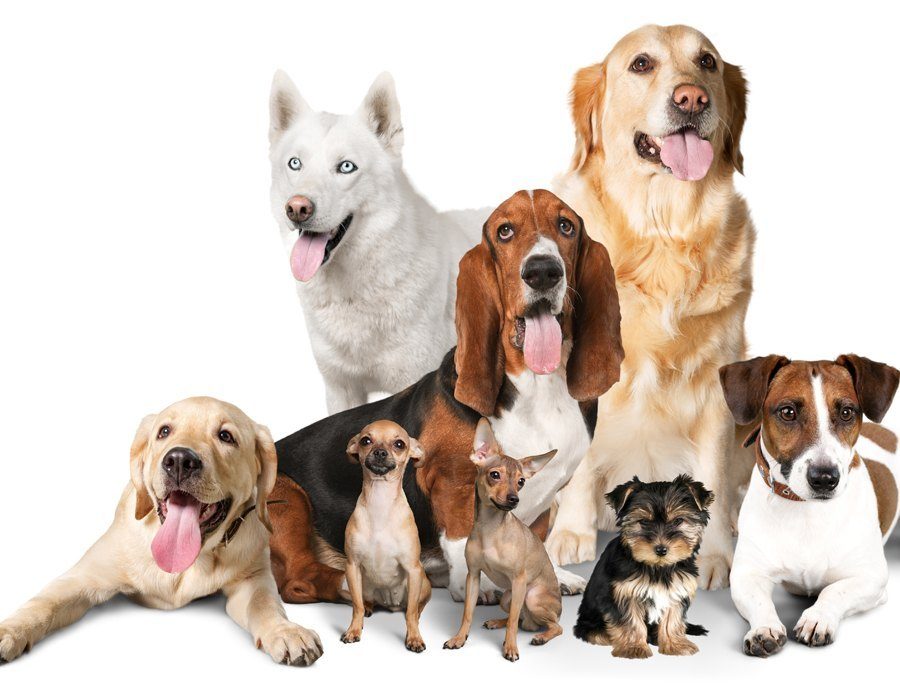 How to draw kawaii dogs